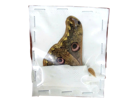 Saturnia sinanna - Real Moth Specimen - Wings Closed - Dry Saturniidae Taxidermy - Exotic Silkmoth - Rare Collectible