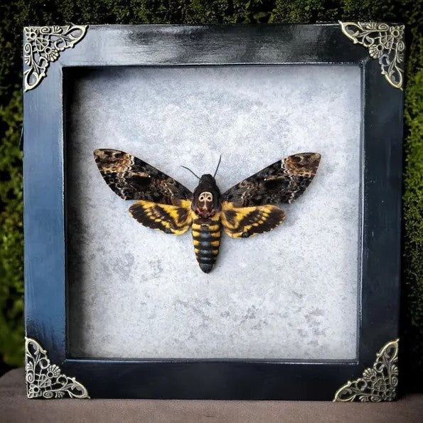 Vietnam Death's Head Moth Frame Sales - Real Skull Moth in Insect Shadow Box (in US)