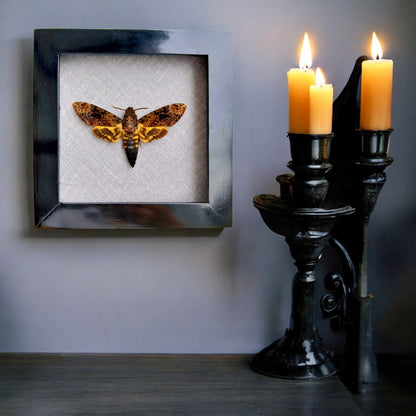 Vietnam Death's Head Moth Frame Sales - Real Skull Moth in Insect Shadow Box (in US)