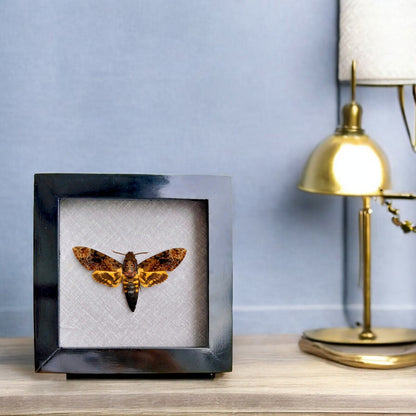 Vietnam Death's Head Moth Frame Sales - Real Skull Moth in Insect Shadow Box (in US)