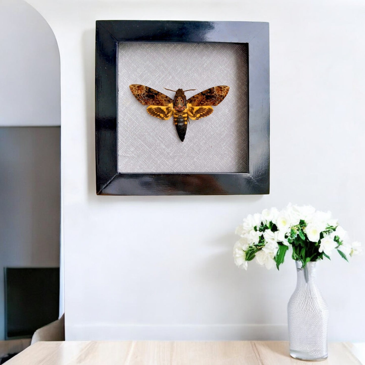 Vietnam Death's Head Moth Frame Sales - Real Skull Moth in Insect Shadow Box (in US)