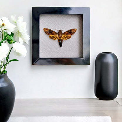 Vietnam Death's Head Moth Frame Sales - Real Skull Moth in Insect Shadow Box (in US)