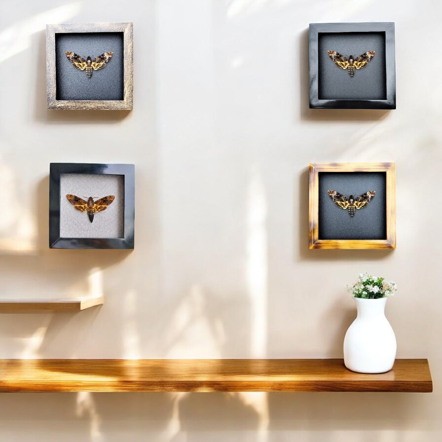 Real Death Head Moth - Decorative Insect Frame for Gothic Wall Decor, Unique Halloween Gift (in US)