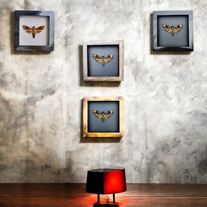 Real Death Head Moth - Decorative Insect Frame for Gothic Wall Decor, Unique Halloween Gift (in US)