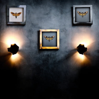 Real Death Head Moth - Decorative Insect Frame for Gothic Wall Decor, Unique Halloween Gift (in US)