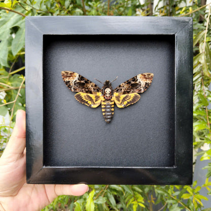 Gothic Wall Décor - Handmade Death Head Moth Frame, Unique Vietnam Butterfly Taxidermy Art