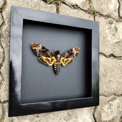 Gothic Wall Décor - Handmade Death Head Moth Frame, Unique Vietnam Butterfly Taxidermy Art