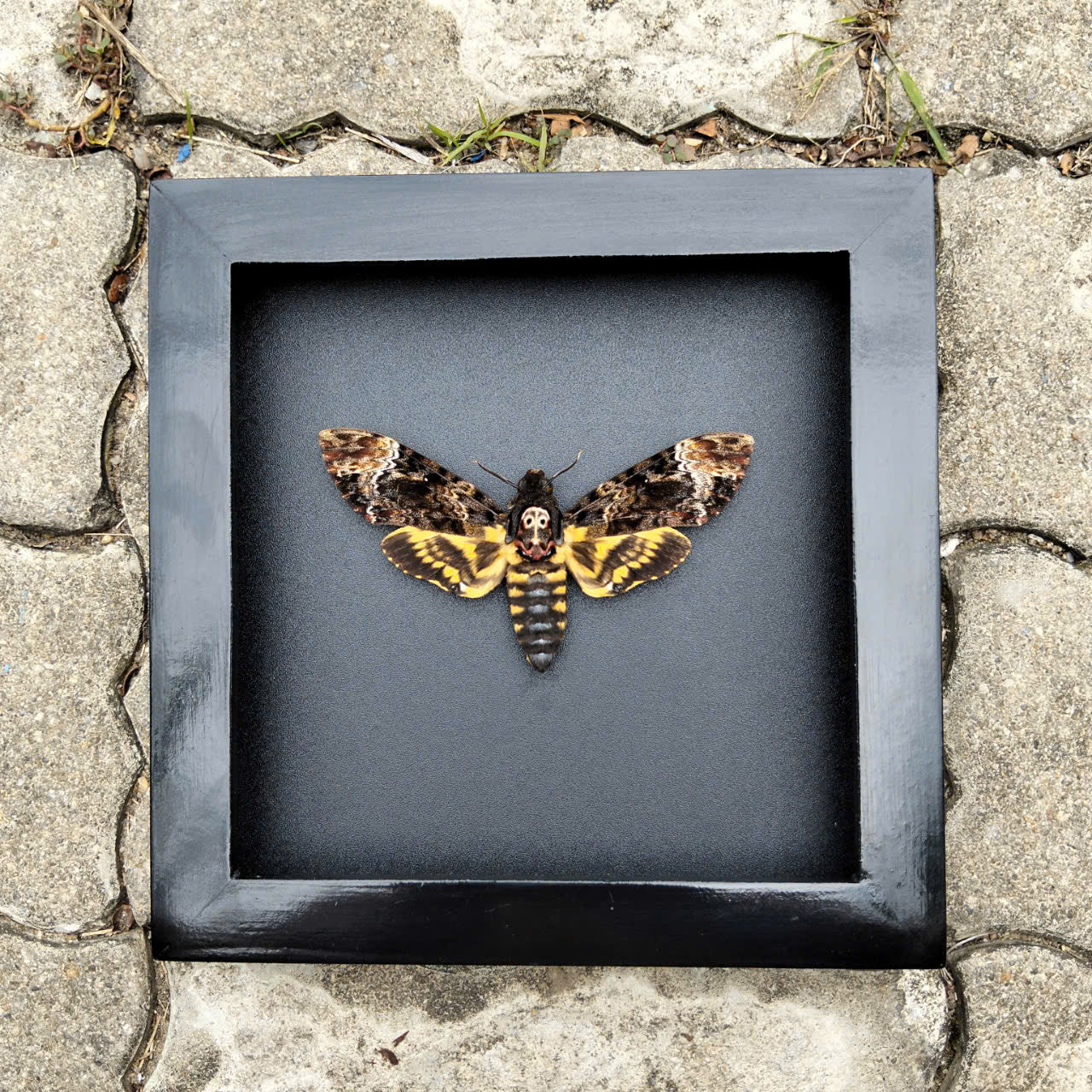 Gothic Wall Décor - Handmade Death Head Moth Frame, Unique Vietnam Butterfly Taxidermy Art