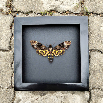 Gothic Wall Décor - Handmade Death Head Moth Frame, Unique Vietnam Butterfly Taxidermy Art