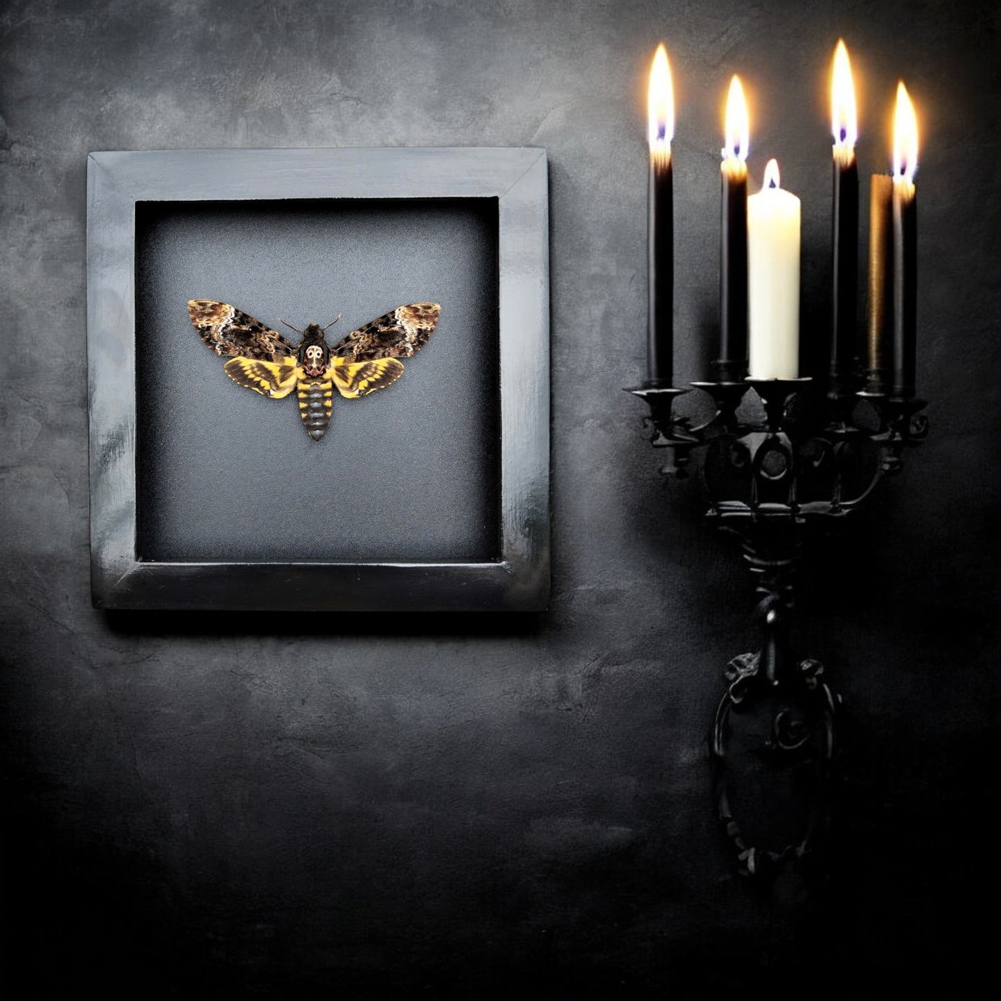 Gothic Wall Décor - Handmade Death Head Moth Frame, Unique Vietnam Butterfly Taxidermy Art