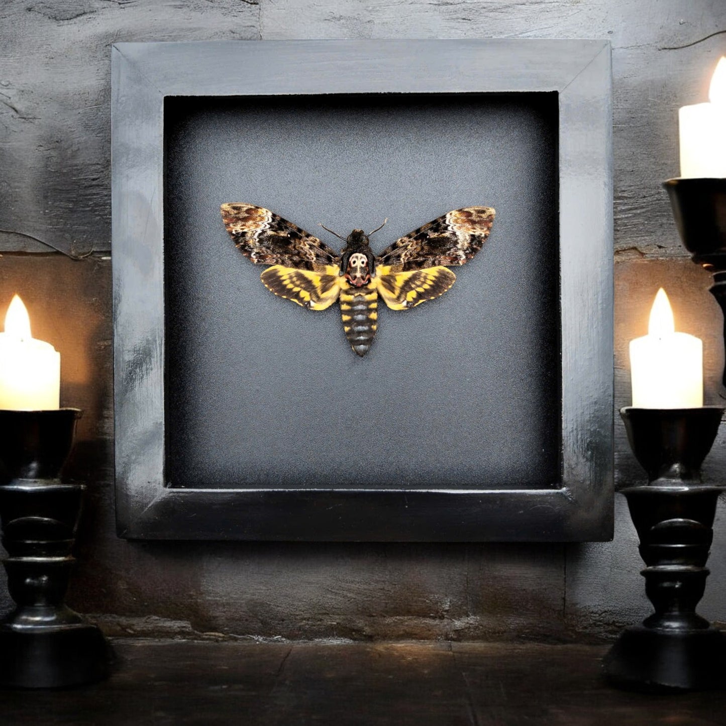 Gothic Wall Décor - Handmade Death Head Moth Frame, Unique Vietnam Butterfly Taxidermy Art