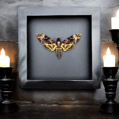 Gothic Wall Décor - Handmade Death Head Moth Frame, Unique Vietnam Butterfly Taxidermy Art