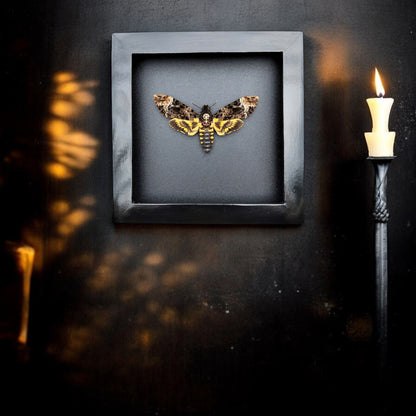 Gothic Wall Décor - Handmade Death Head Moth Frame, Unique Vietnam Butterfly Taxidermy Art