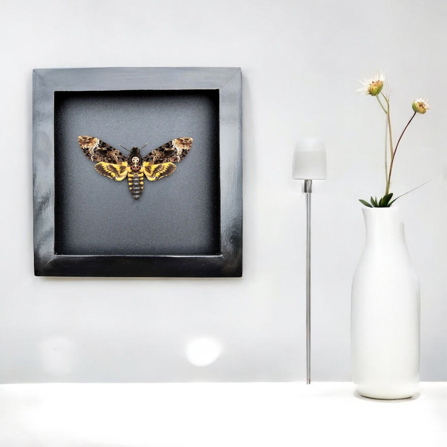 Gothic Wall Décor - Handmade Death Head Moth Frame, Unique Vietnam Butterfly Taxidermy Art