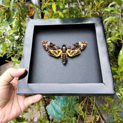 Gothic Wall Décor - Handmade Death Head Moth Frame, Unique Vietnam Butterfly Taxidermy Art