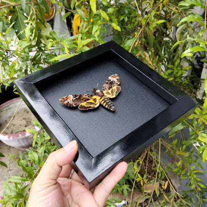 Gothic Wall Décor - Handmade Death Head Moth Frame, Unique Vietnam Butterfly Taxidermy Art