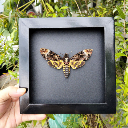 Gothic Wall Décor - Handmade Death Head Moth Frame, Unique Vietnam Butterfly Taxidermy Art