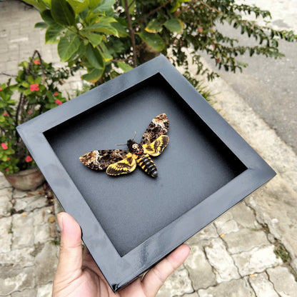 Gothic Wall Décor - Handmade Death Head Moth Frame, Unique Vietnam Butterfly Taxidermy Art