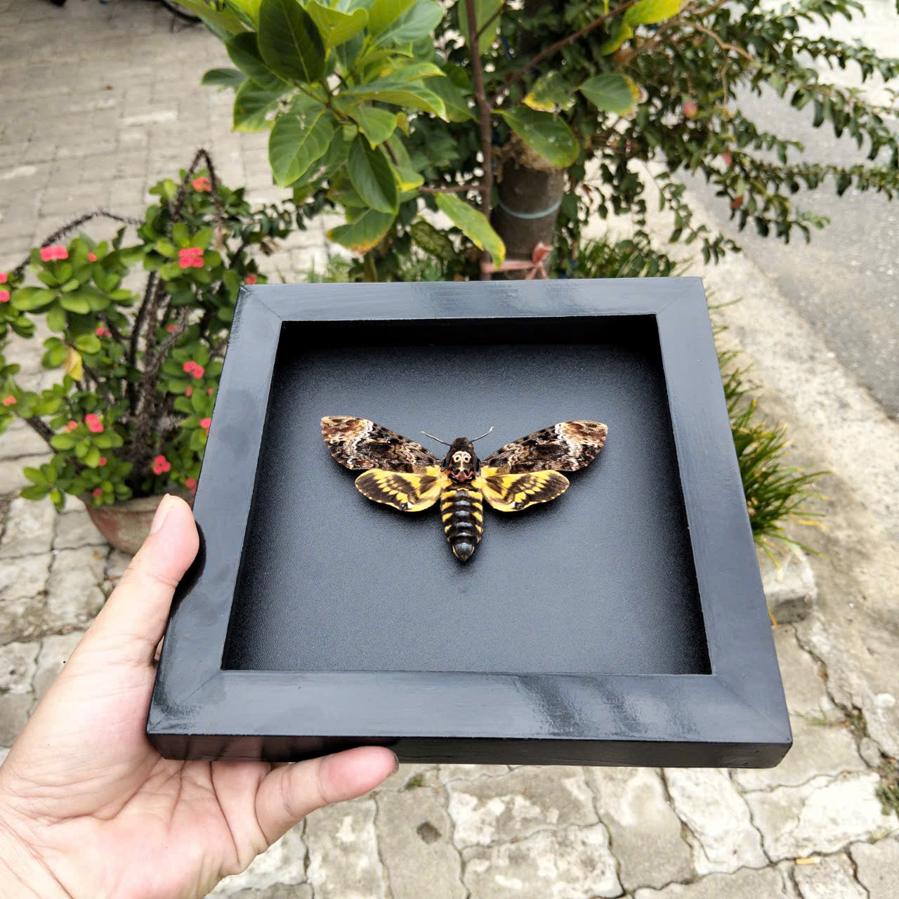 Gothic Wall Décor - Handmade Death Head Moth Frame, Unique Vietnam Butterfly Taxidermy Art