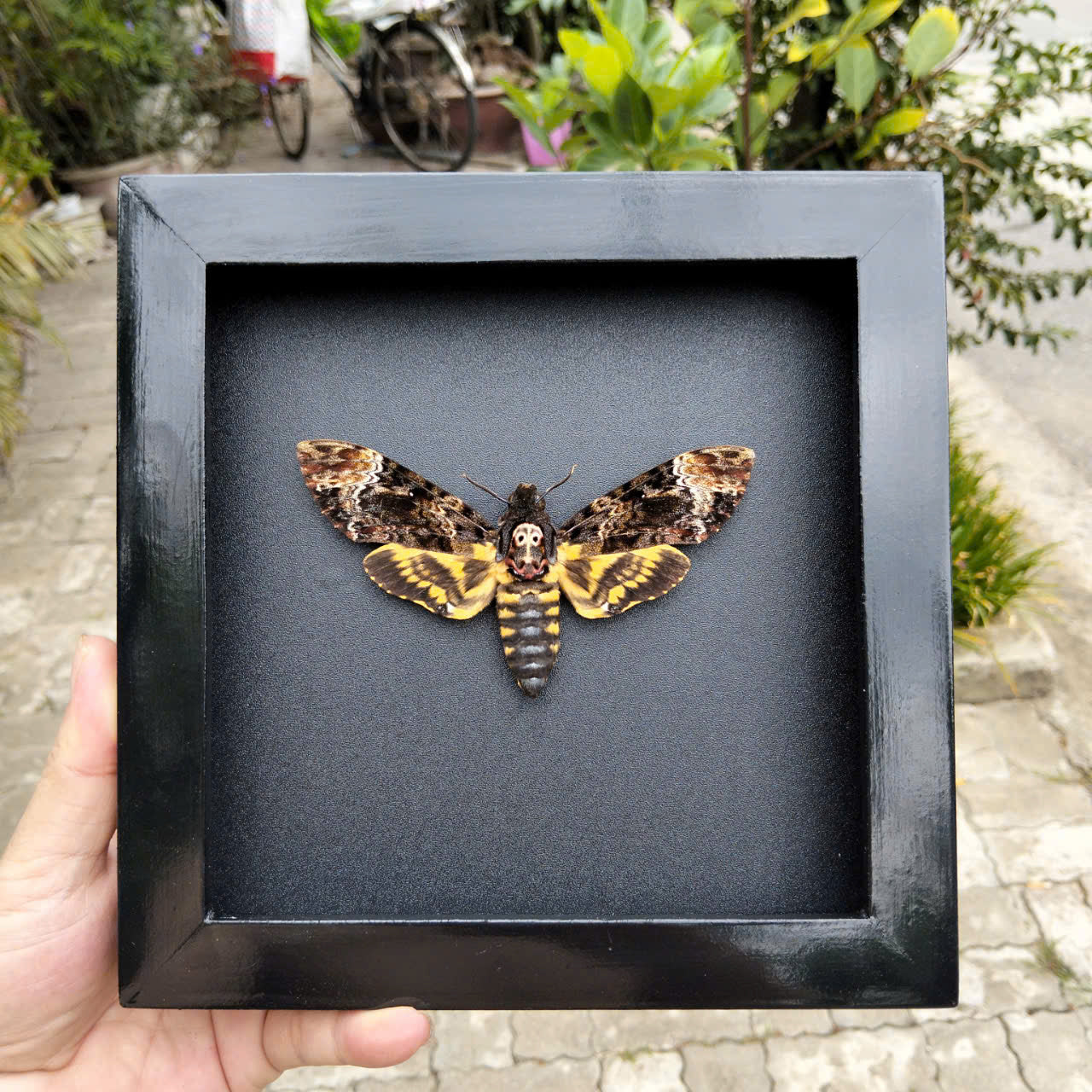 Gothic Wall Décor - Handmade Death Head Moth Frame, Unique Vietnam Butterfly Taxidermy Art