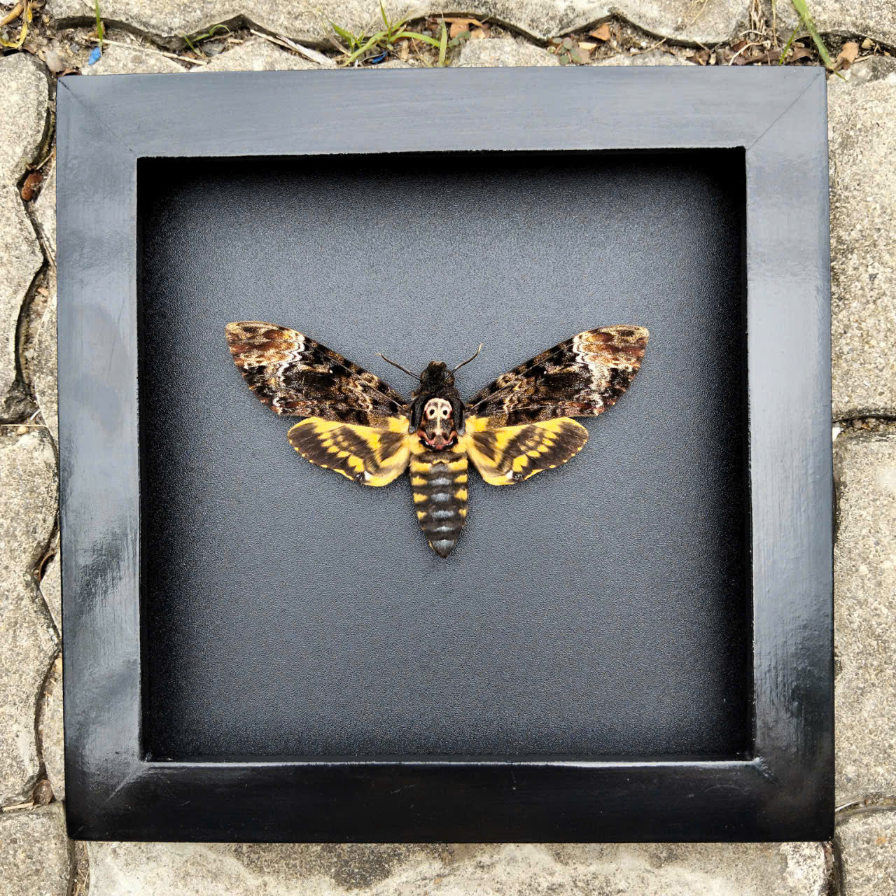 Gothic Wall Décor - Handmade Death Head Moth Frame, Unique Vietnam Butterfly Taxidermy Art