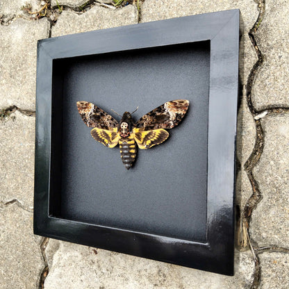 Gothic Wall Décor - Handmade Death Head Moth Frame, Unique Vietnam Butterfly Taxidermy Art