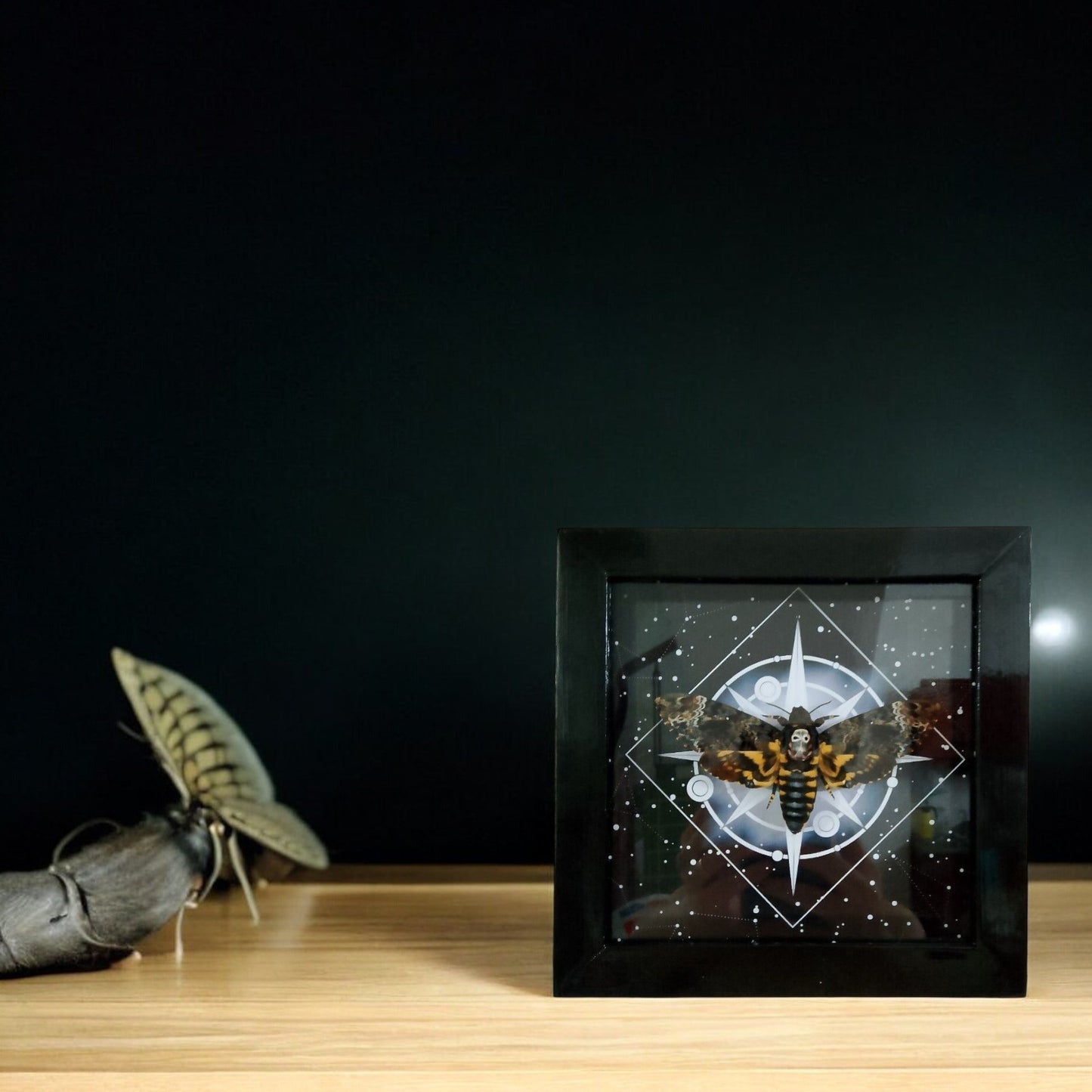 Vietnam Death's Head Moth Frame - Taxidermy Insect for Personalized Wall Decor Sales (in US)