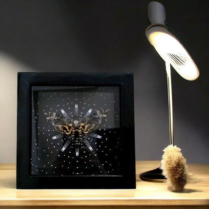 Vietnam Death Head Moth Frame - Handmade Oddity Insect Wall Hanging (in US)