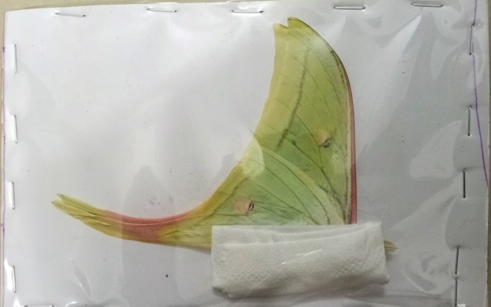 Actias Selene Dried Insect Pack of 2 - Closed-Wing Real Moths for Taxidermy, Mounted Lepidoptera Display (Ship from US Warehouse)