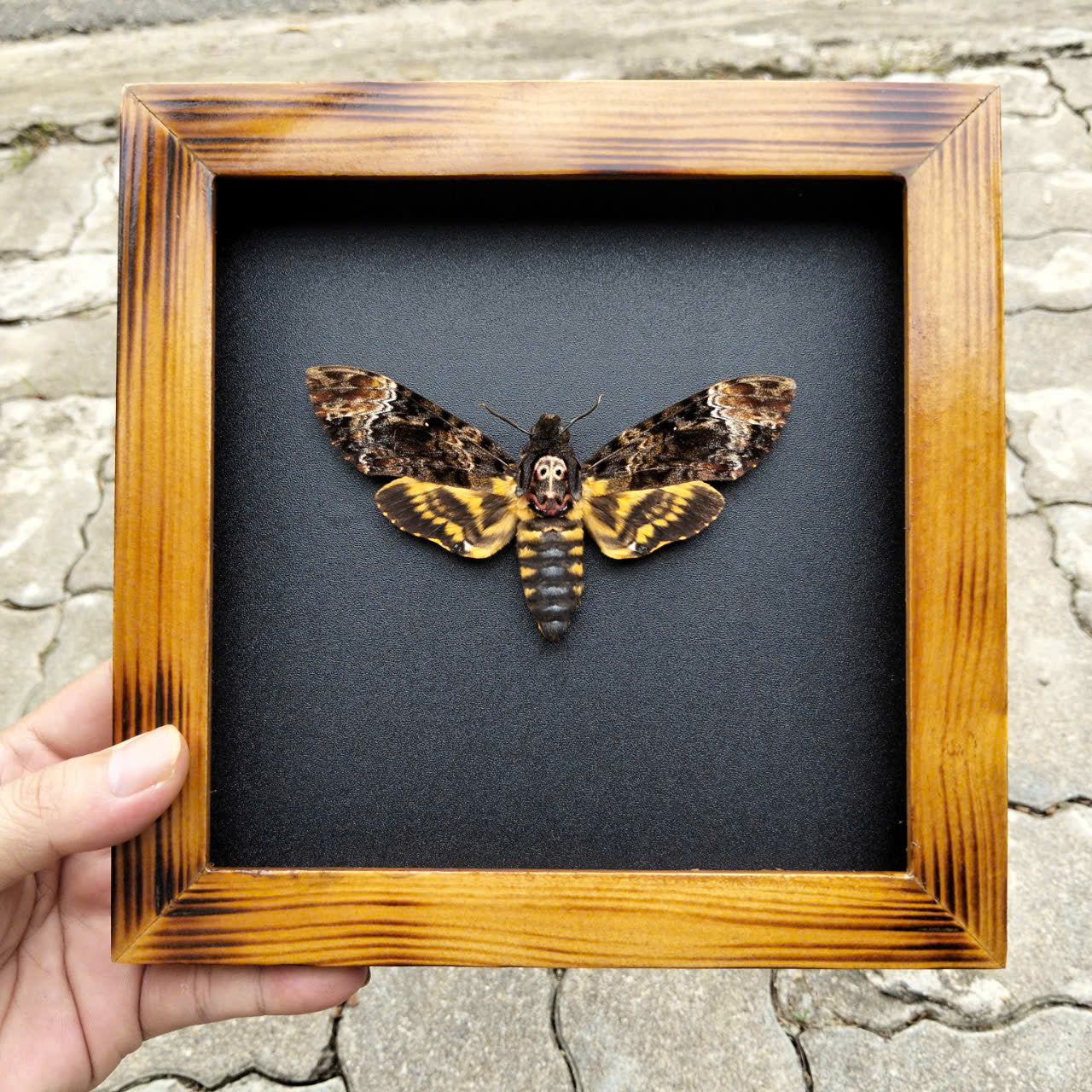 Real Death Head Moth - Decorative Insect Frame for Gothic Wall Decor, Unique Halloween Gift (in US)