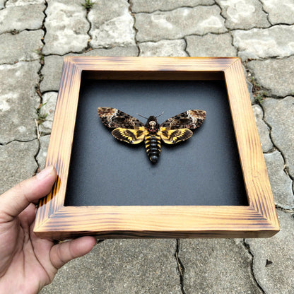 Real Death Head Moth - Decorative Insect Frame for Gothic Wall Decor, Unique Halloween Gift (in US)