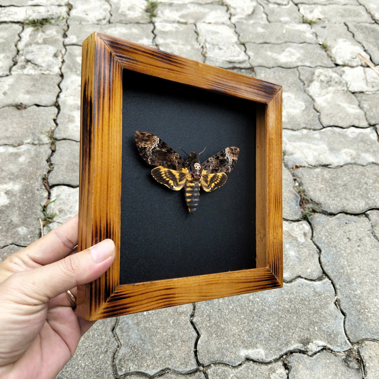 Real Death Head Moth - Decorative Insect Frame for Gothic Wall Decor, Unique Halloween Gift (in US)