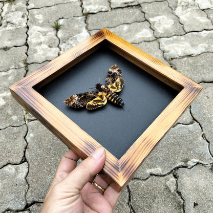 Real Death Head Moth - Decorative Insect Frame for Gothic Wall Decor, Unique Halloween Gift (in US)