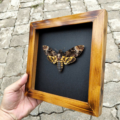 Real Death Head Moth - Decorative Insect Frame for Gothic Wall Decor, Unique Halloween Gift (in US)