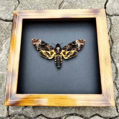 Real Death Head Moth - Decorative Insect Frame for Gothic Wall Decor, Unique Halloween Gift (in US)