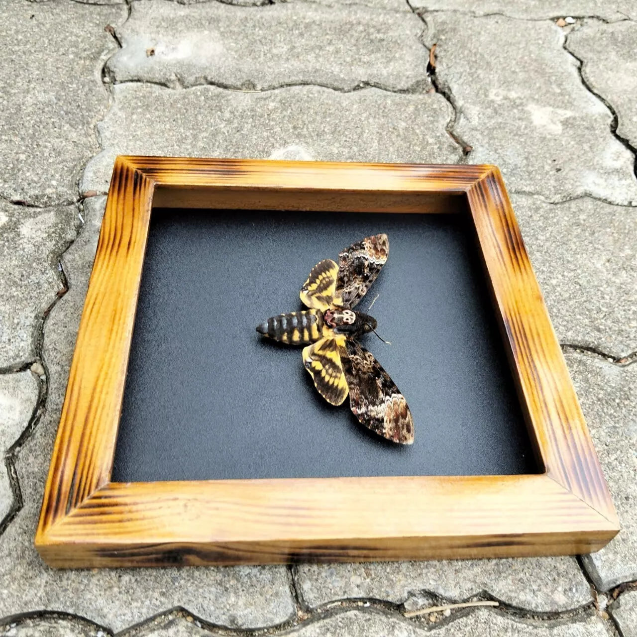 Real Death Head Moth - Decorative Insect Frame for Gothic Wall Decor, Unique Halloween Gift (in US)