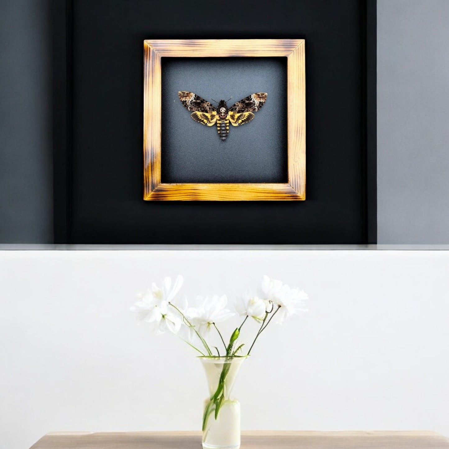 Real Death Head Moth - Decorative Insect Frame for Gothic Wall Decor, Unique Halloween Gift (in US)