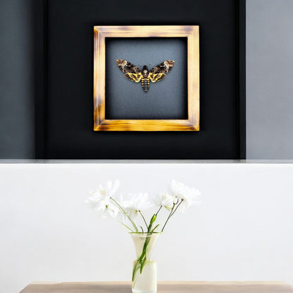 Real Death Head Moth - Decorative Insect Frame for Gothic Wall Decor, Unique Halloween Gift (in US)