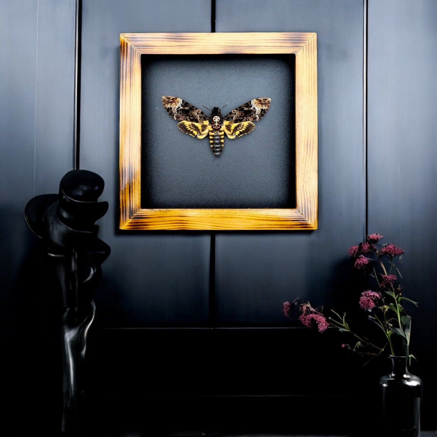 Real Death Head Moth - Decorative Insect Frame for Gothic Wall Decor, Unique Halloween Gift (in US)