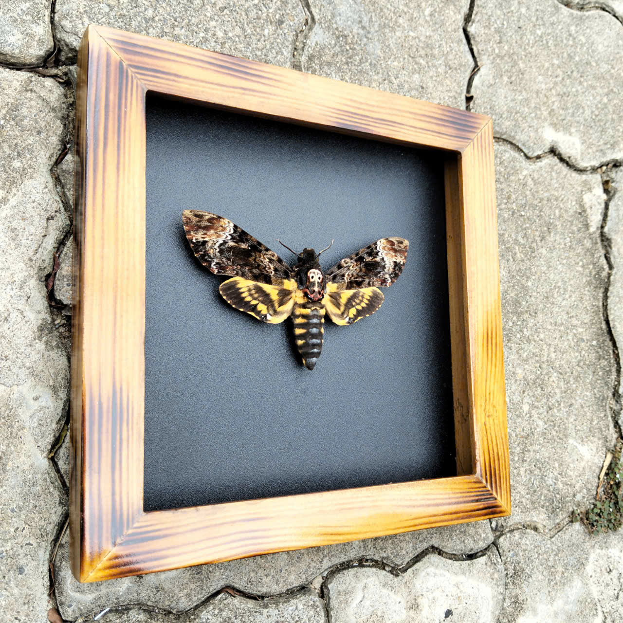 Real Death Head Moth - Decorative Insect Frame for Gothic Wall Decor, Unique Halloween Gift (in US)