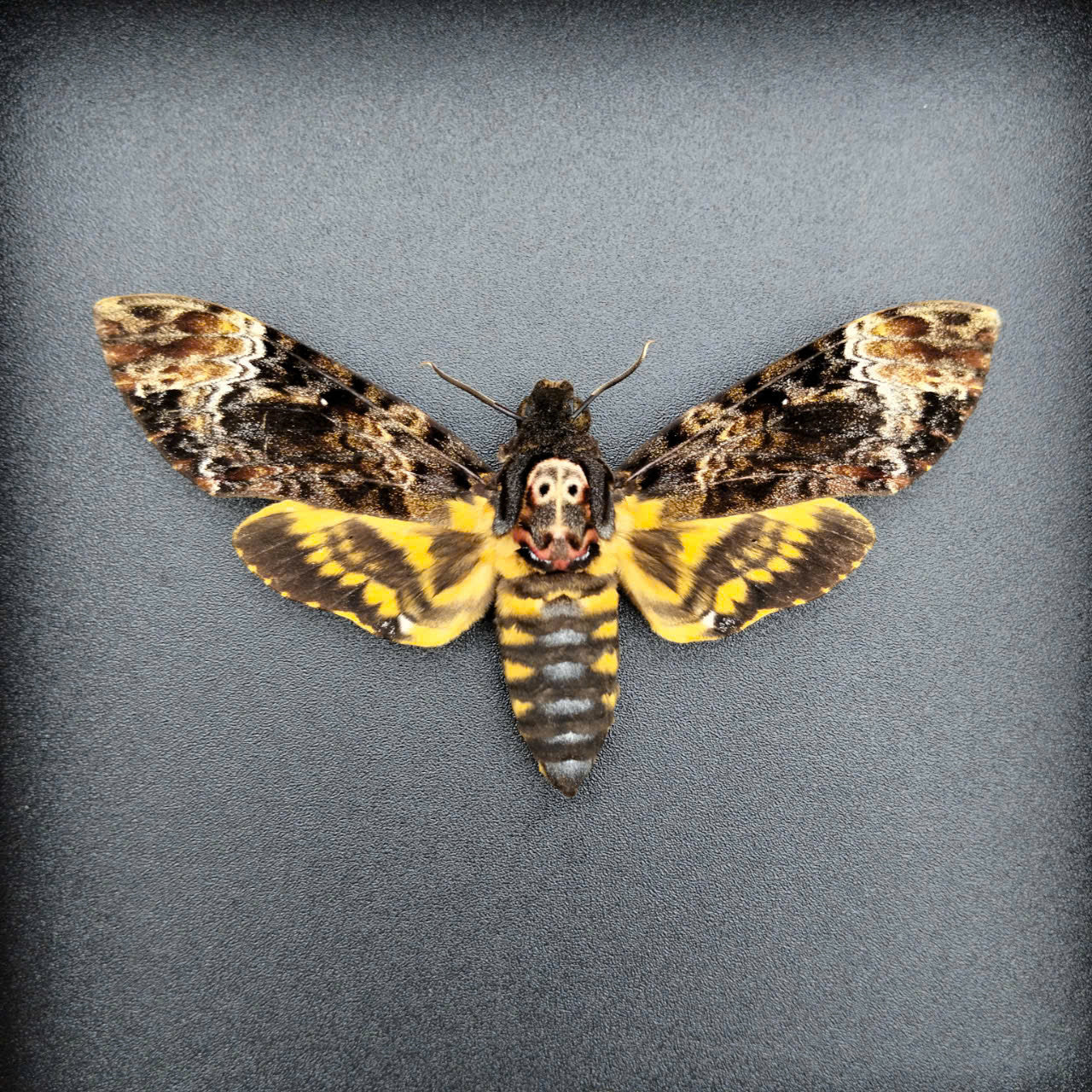 Real Death Head Moth - Decorative Insect Frame for Gothic Wall Decor, Unique Halloween Gift (in US)