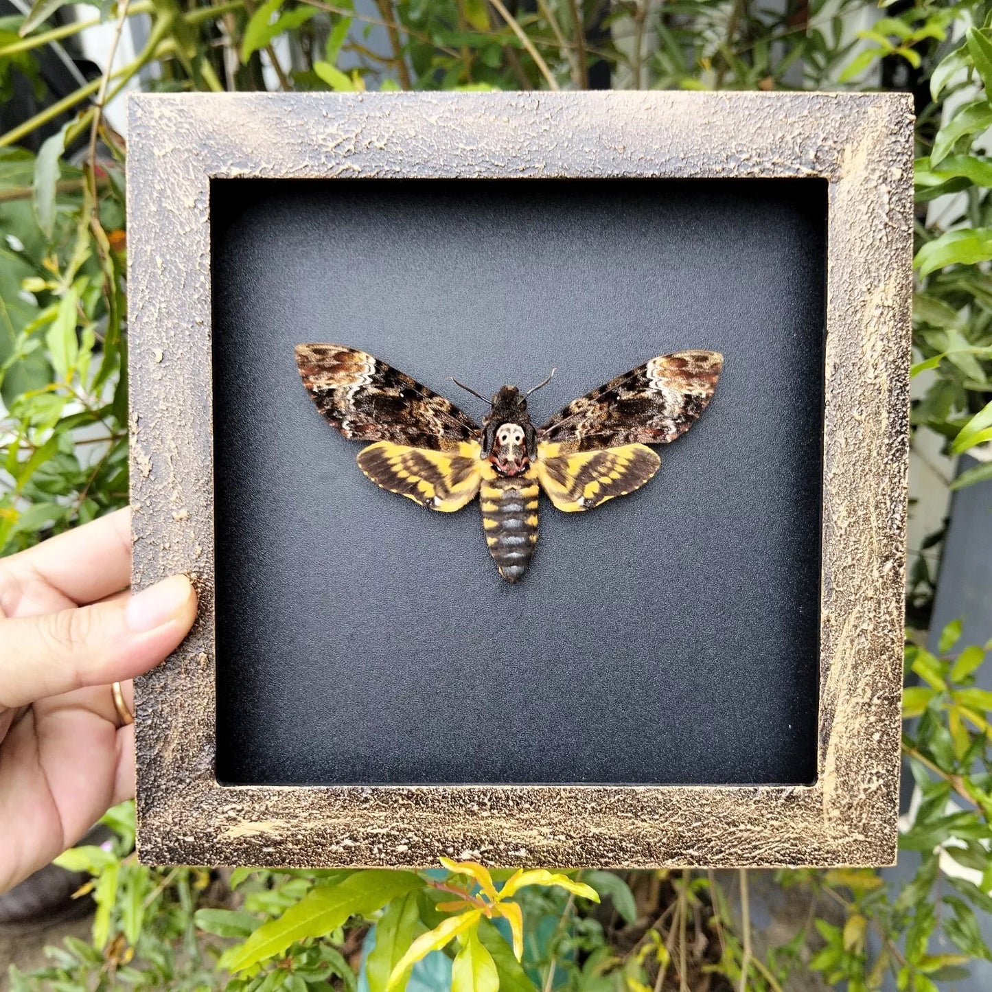 Real Death Head Moth - Handcrafted Gothic Decorative Frame, Unique Halloween Taxidermy Gift (in US)