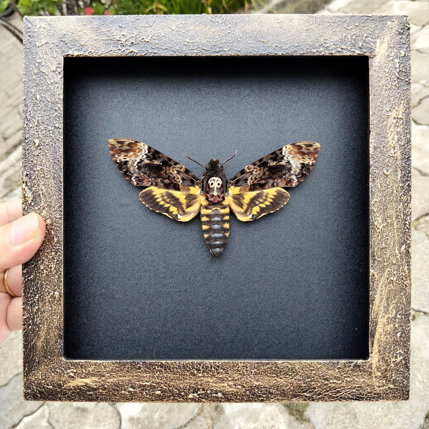 Real Death Head Moth - Handcrafted Gothic Decorative Frame, Unique Halloween Taxidermy Gift (in US)