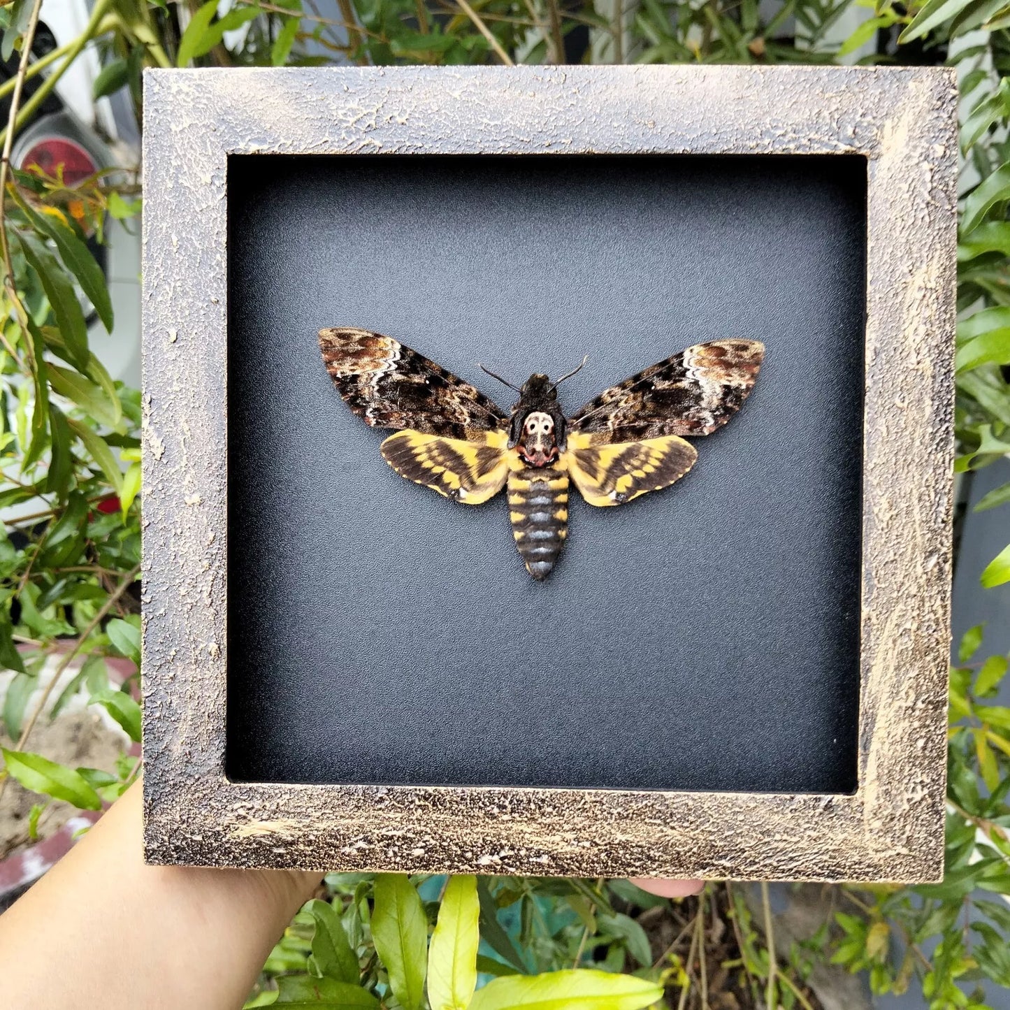 Real Death Head Moth - Handcrafted Gothic Decorative Frame, Unique Halloween Taxidermy Gift (in US)