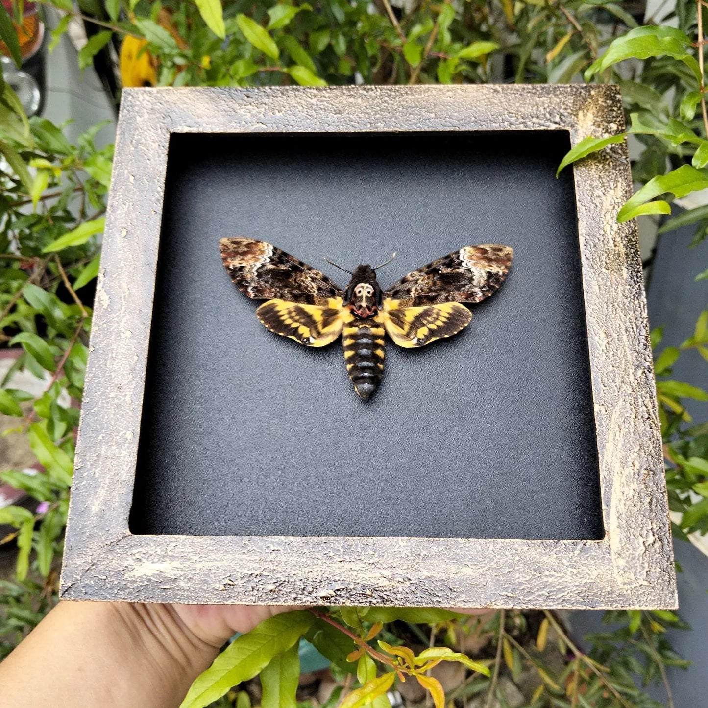 Real Death Head Moth - Handcrafted Gothic Decorative Frame, Unique Halloween Taxidermy Gift (in US)