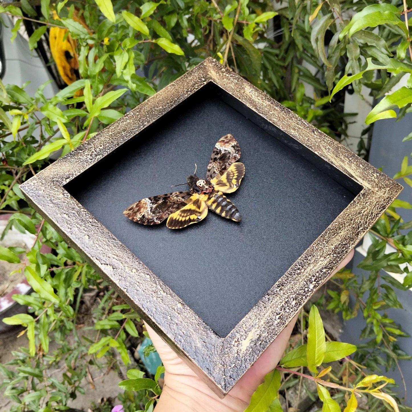 Real Death Head Moth - Handcrafted Gothic Decorative Frame, Unique Halloween Taxidermy Gift (in US)