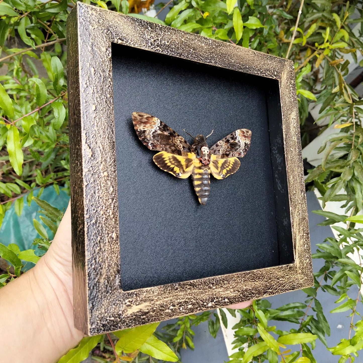 Real Death Head Moth - Handcrafted Gothic Decorative Frame, Unique Halloween Taxidermy Gift (in US)