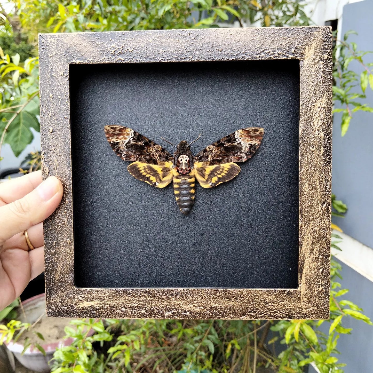 Real Death Head Moth - Handcrafted Gothic Decorative Frame, Unique Halloween Taxidermy Gift (in US)