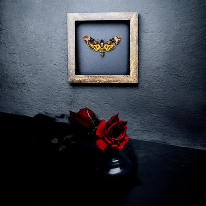 Real Death Head Moth - Handcrafted Gothic Decorative Frame, Unique Halloween Taxidermy Gift (in US)