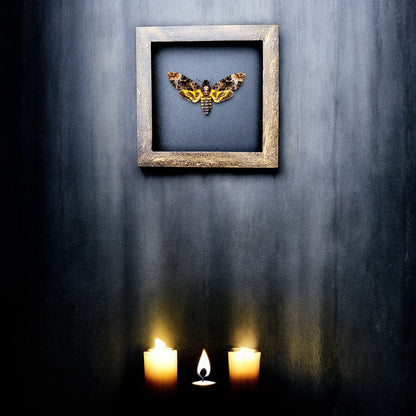 Real Death Head Moth - Handcrafted Gothic Decorative Frame, Unique Halloween Taxidermy Gift (in US)